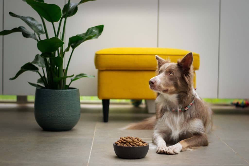 Entreprise de fournitures pour animaux de compagnie